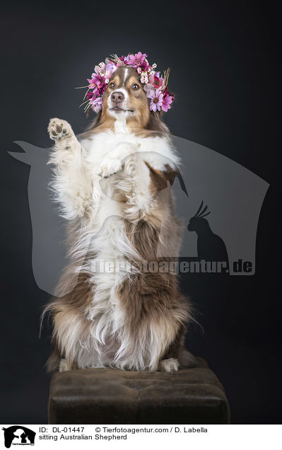 sitzender Australian Shepherd / sitting Australian Shepherd / DL-01447