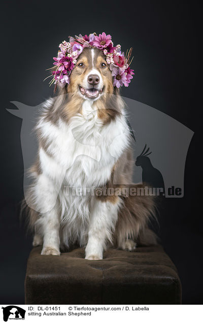 sitzender Australian Shepherd / sitting Australian Shepherd / DL-01451