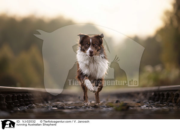 rennender Australian Shepherd / running Australian Shepherd / VJ-02032