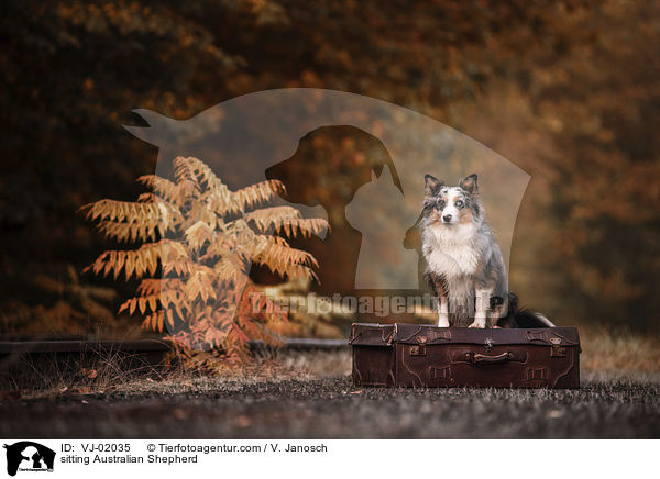 sitzender Australian Shepherd / sitting Australian Shepherd / VJ-02035