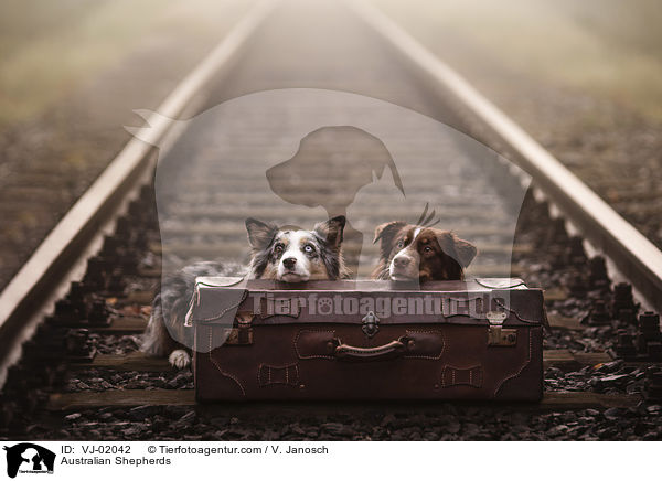 Australian Shepherds / Australian Shepherds / VJ-02042