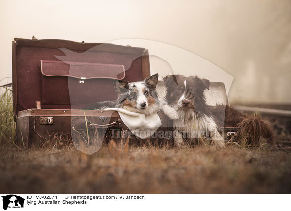 liegender Australian Shepherds / lying Australian Shepherds / VJ-02071