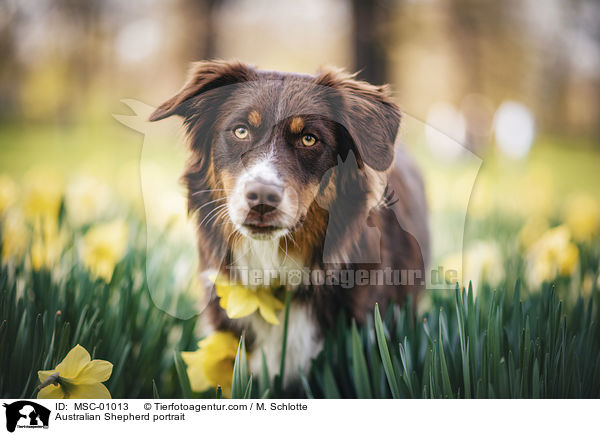 Australian Shepherd Portrait / Australian Shepherd portrait / MSC-01013