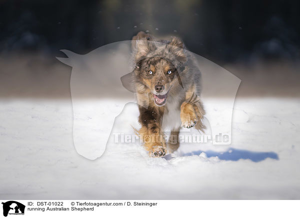 running Australian Shepherd / DST-01022