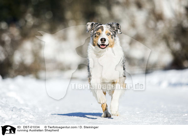 running Australian Shepherd / DST-01034