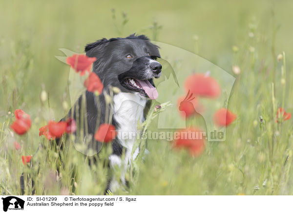 Australian Shepherd im Mohnfeld / Australian Shepherd in the poppy field / SI-01299