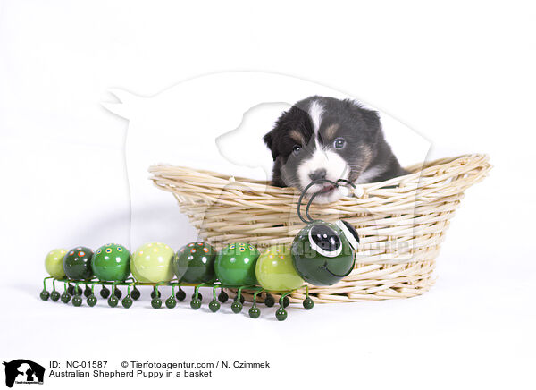 Australian Shepherd Welpe in einem Krbchen / Australian Shepherd Puppy in a basket / NC-01587