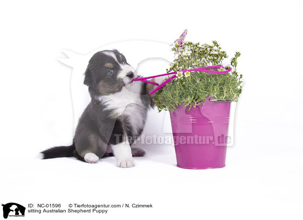 sitzender Australian Shepherd Welpe / sitting Australian Shepherd Puppy / NC-01596