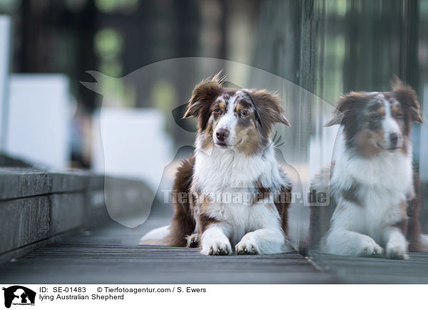 liegender Australian Shepherd / lying Australian Shepherd / SE-01483
