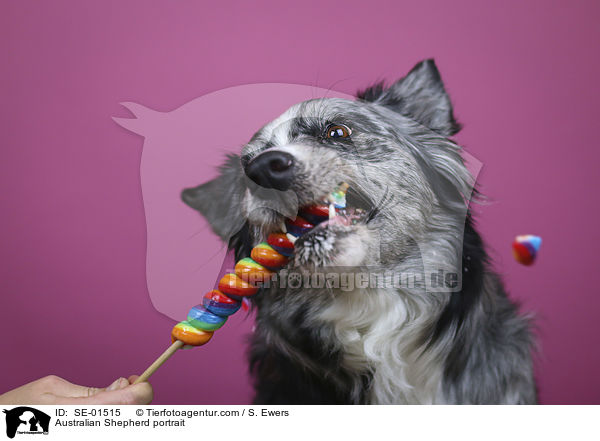 Australian Shepherd Portrait / Australian Shepherd portrait / SE-01515