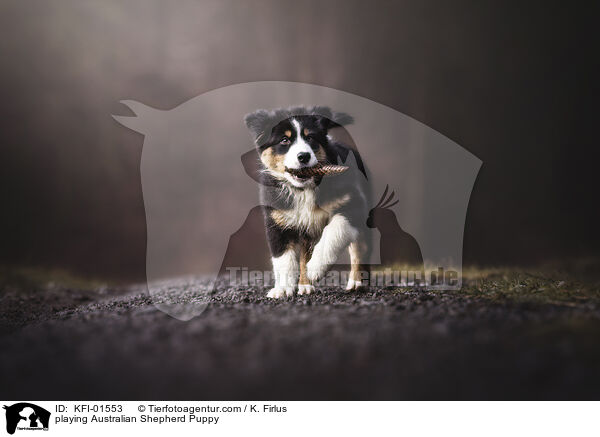 spielender Australian Shepherd Welpe / playing Australian Shepherd Puppy / KFI-01553