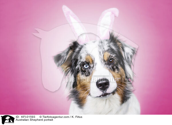 Australian Shepherd portrait / KFI-01593