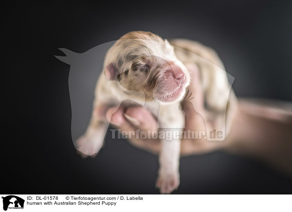 Mensch mit Australian Shepherd Welpe / human with Australian Shepherd Puppy / DL-01578