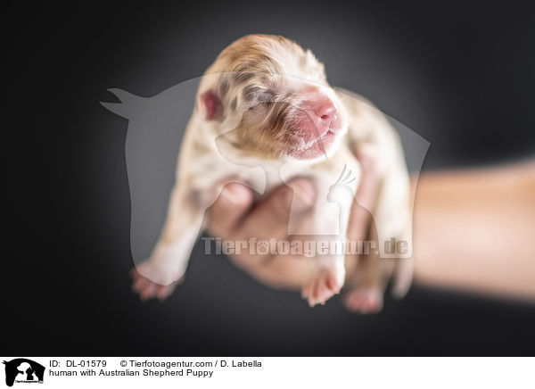Mensch mit Australian Shepherd Welpe / human with Australian Shepherd Puppy / DL-01579