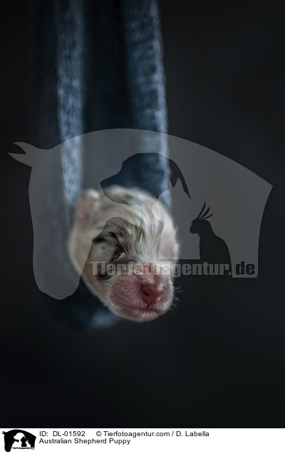 Australian Shepherd Welpe / Australian Shepherd Puppy / DL-01592