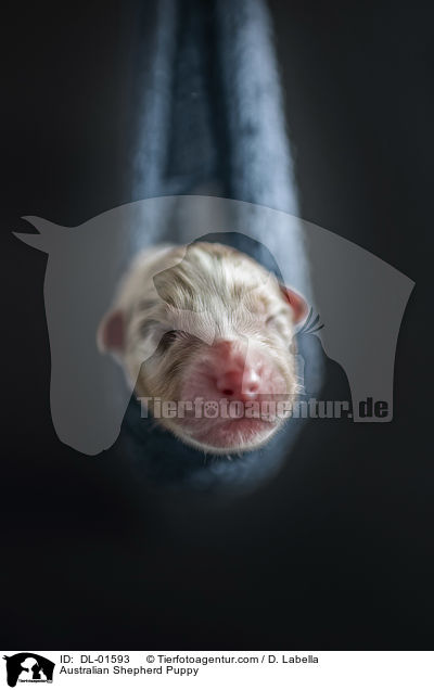 Australian Shepherd Welpe / Australian Shepherd Puppy / DL-01593