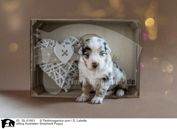 sitzender Australian Shepherd Welpe / sitting Australian Shepherd Puppy / DL-01601