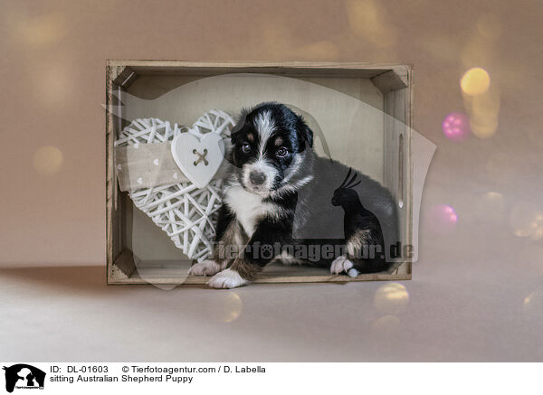 sitzender Australian Shepherd Welpe / sitting Australian Shepherd Puppy / DL-01603