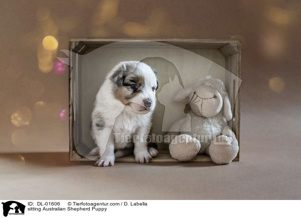 sitzender Australian Shepherd Welpe / sitting Australian Shepherd Puppy / DL-01606