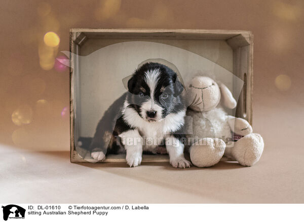 sitzender Australian Shepherd Welpe / sitting Australian Shepherd Puppy / DL-01610