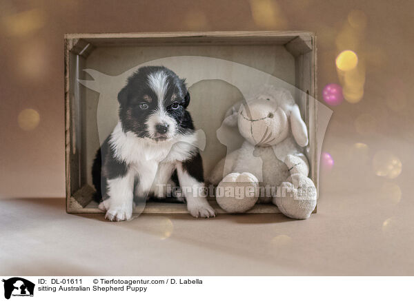sitzender Australian Shepherd Welpe / sitting Australian Shepherd Puppy / DL-01611