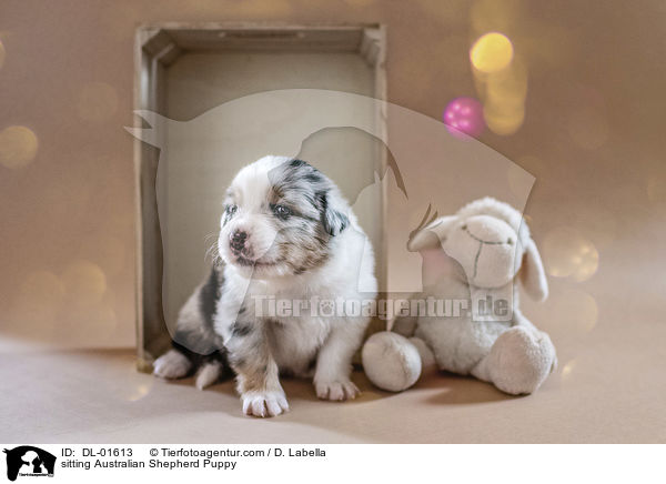 sitzender Australian Shepherd Welpe / sitting Australian Shepherd Puppy / DL-01613
