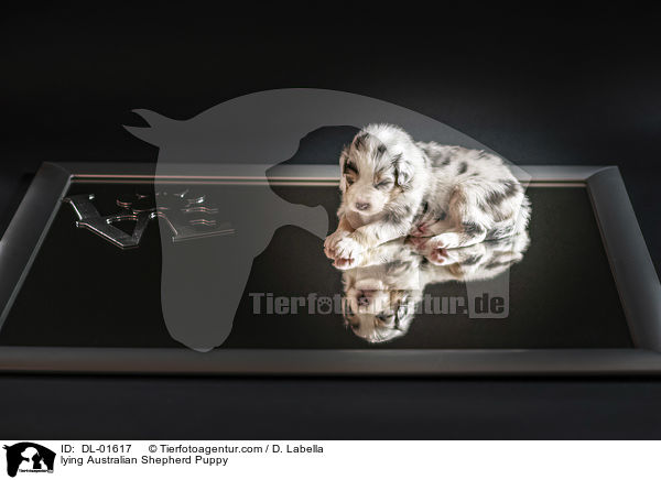 liegender Australian Shepherd Welpe / lying Australian Shepherd Puppy / DL-01617