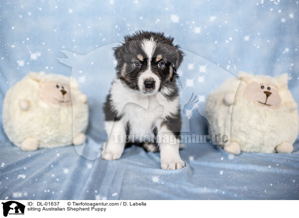sitzender Australian Shepherd Welpe / sitting Australian Shepherd Puppy / DL-01637