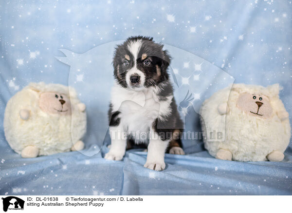 sitzender Australian Shepherd Welpe / sitting Australian Shepherd Puppy / DL-01638