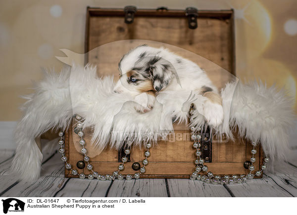 Australian Shepherd Welpe in einer Truhe / Australian Shepherd Puppy in a chest / DL-01647