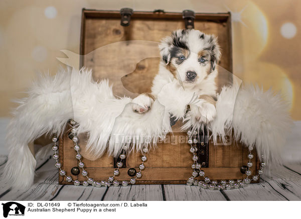 Australian Shepherd Welpe in einer Truhe / Australian Shepherd Puppy in a chest / DL-01649