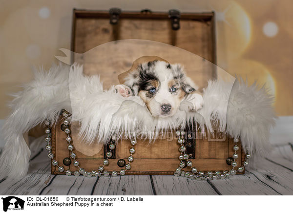 Australian Shepherd Welpe in einer Truhe / Australian Shepherd Puppy in a chest / DL-01650