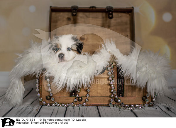Australian Shepherd Welpe in einer Truhe / Australian Shepherd Puppy in a chest / DL-01651