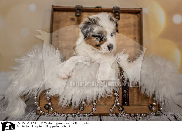 Australian Shepherd Welpe in einer Truhe / Australian Shepherd Puppy in a chest / DL-01652
