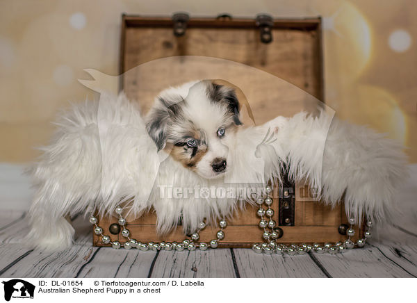 Australian Shepherd Welpe in einer Truhe / Australian Shepherd Puppy in a chest / DL-01654