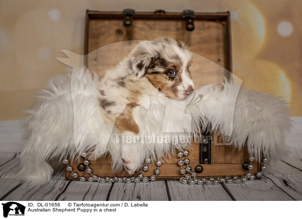 Australian Shepherd Welpe in einer Truhe / Australian Shepherd Puppy in a chest / DL-01656