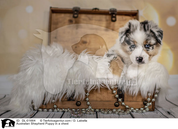 Australian Shepherd Welpe in einer Truhe / Australian Shepherd Puppy in a chest / DL-01664