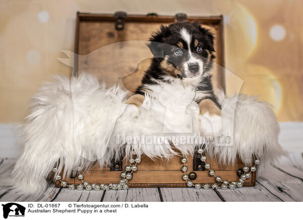 Australian Shepherd Welpe in einer Truhe / Australian Shepherd Puppy in a chest / DL-01667