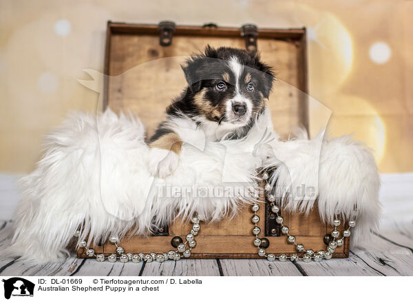 Australian Shepherd Welpe in einer Truhe / Australian Shepherd Puppy in a chest / DL-01669
