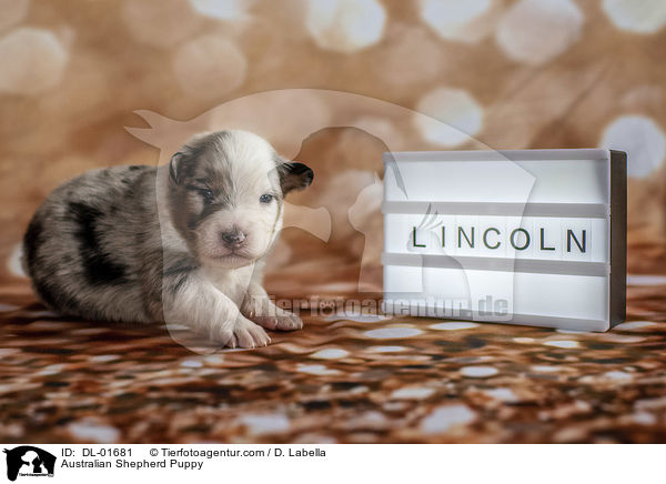 Australian Shepherd Puppy / DL-01681