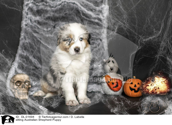 sitzender Australian Shepherd Welpe / sitting Australian Shepherd Puppy / DL-01694
