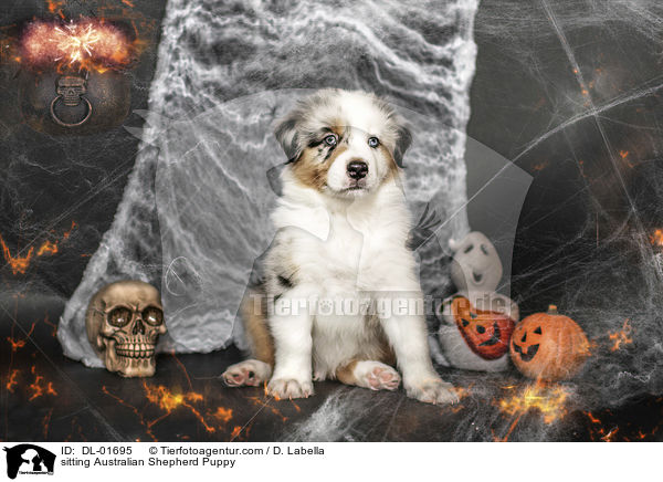 sitzender Australian Shepherd Welpe / sitting Australian Shepherd Puppy / DL-01695
