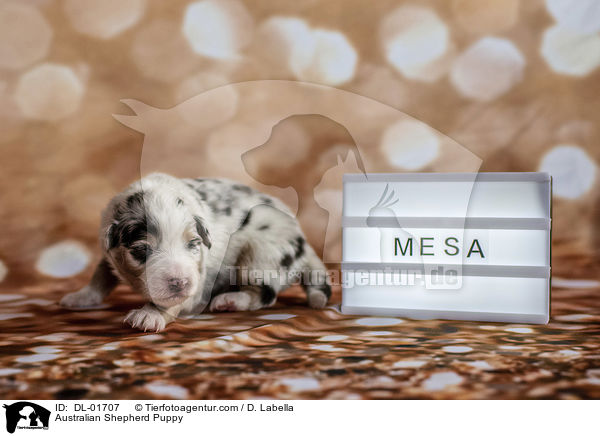 Australian Shepherd Puppy / DL-01707