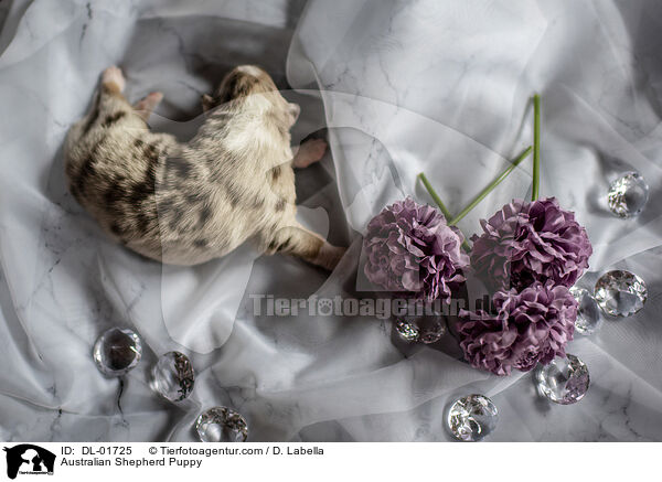 Australian Shepherd Welpe / Australian Shepherd Puppy / DL-01725