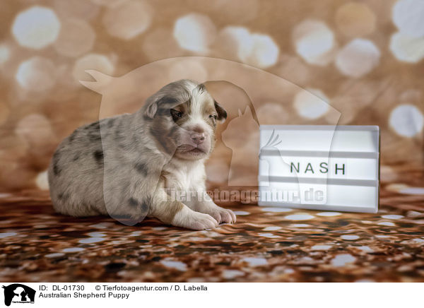 Australian Shepherd Puppy / DL-01730