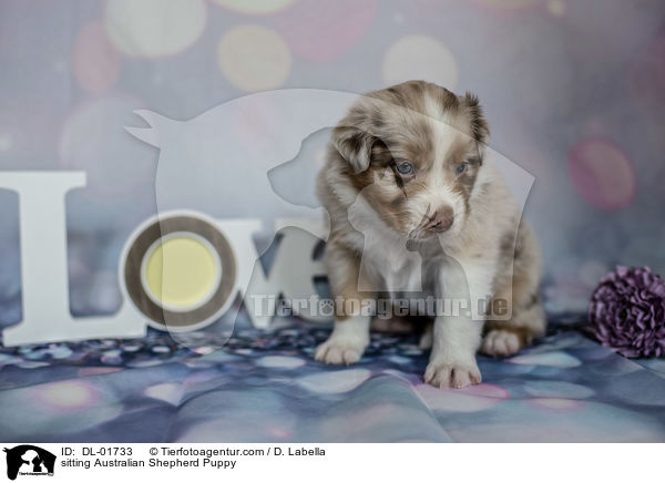 sitzender Australian Shepherd Welpe / sitting Australian Shepherd Puppy / DL-01733
