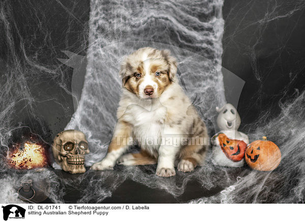 sitzender Australian Shepherd Welpe / sitting Australian Shepherd Puppy / DL-01741