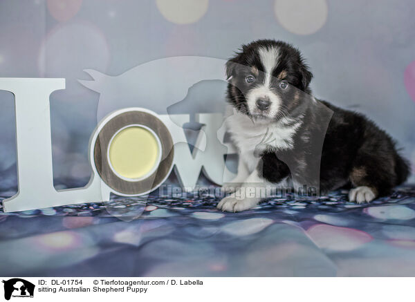 sitzender Australian Shepherd Welpe / sitting Australian Shepherd Puppy / DL-01754