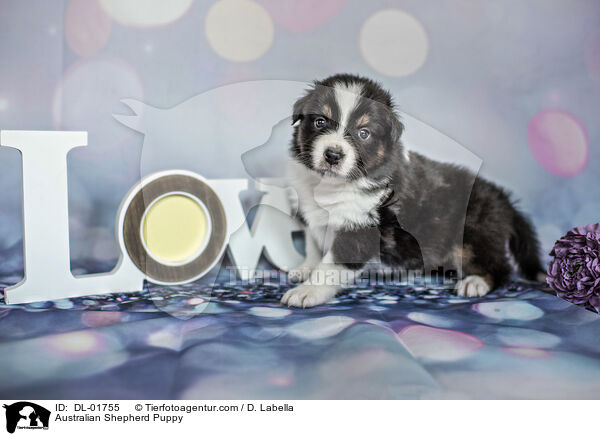 Australian Shepherd Welpe / Australian Shepherd Puppy / DL-01755