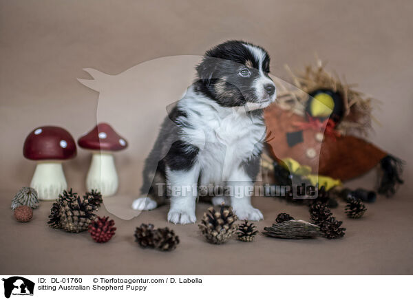 sitzender Australian Shepherd Welpe / sitting Australian Shepherd Puppy / DL-01760